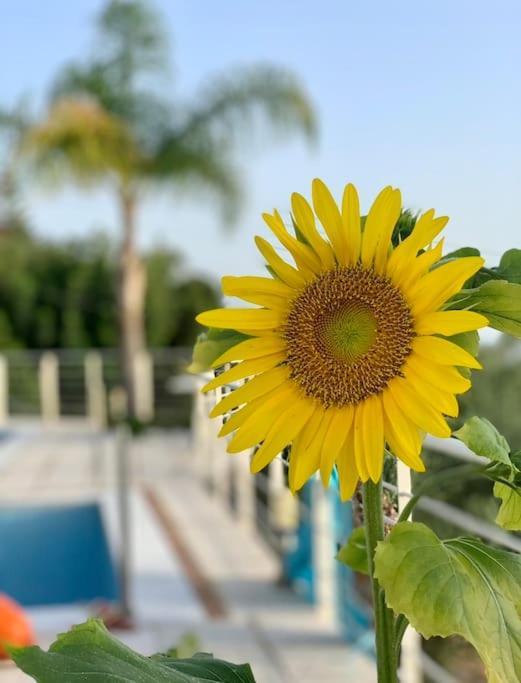Marine'S Lux Villa:Golden Sunset カラマタ エクステリア 写真
